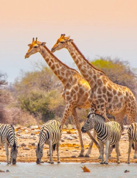 Image namibia-o-alta-expresie-a-africii-8632